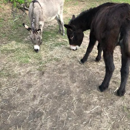L'alivu Semesterbostad Ajaccio (Corsica)